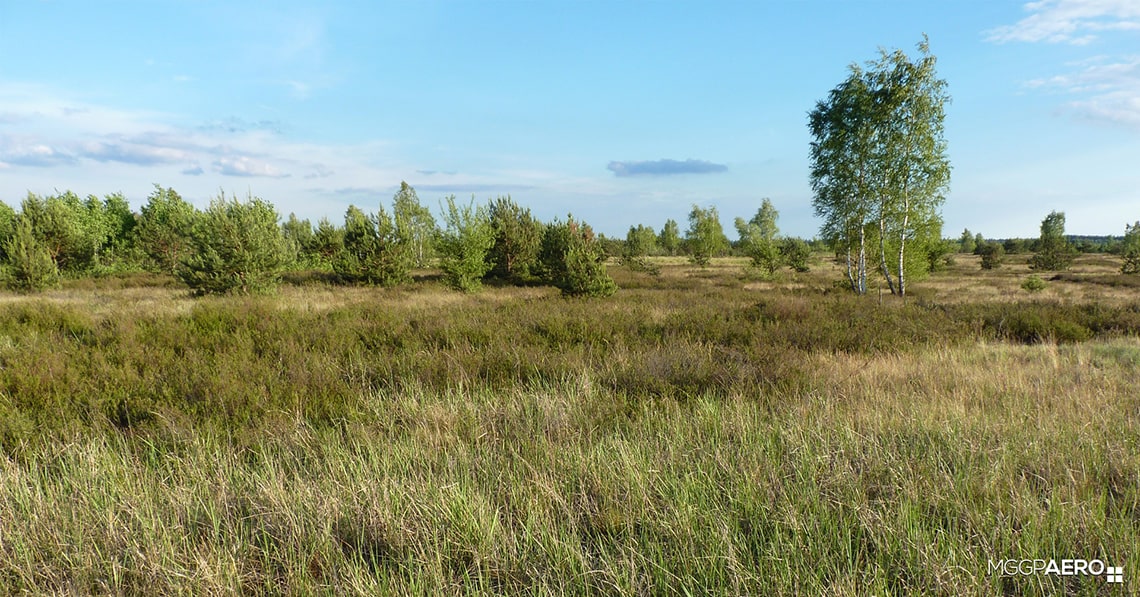 ekspansja drzew